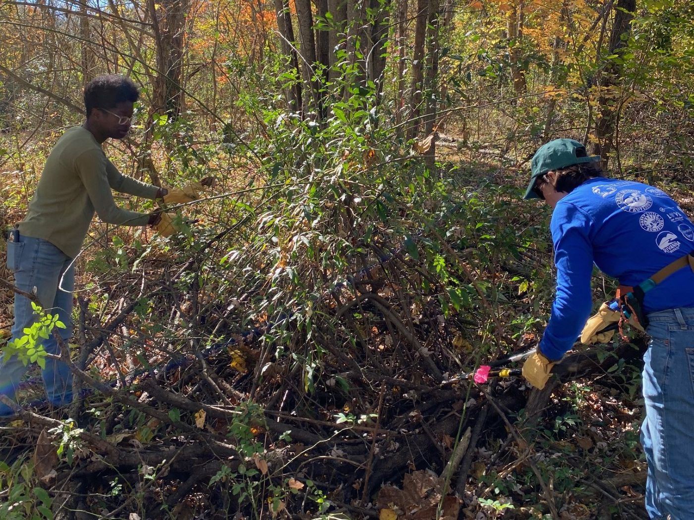 two people stand on either side of a pile of brush, using loppers to cut away at invasive vines
